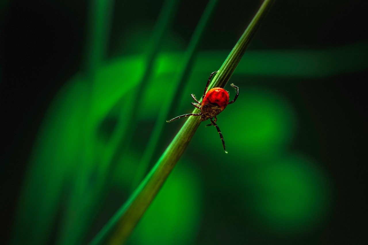 Varo punkkia – borrelioosin ennaltaehkäisy ja hoito